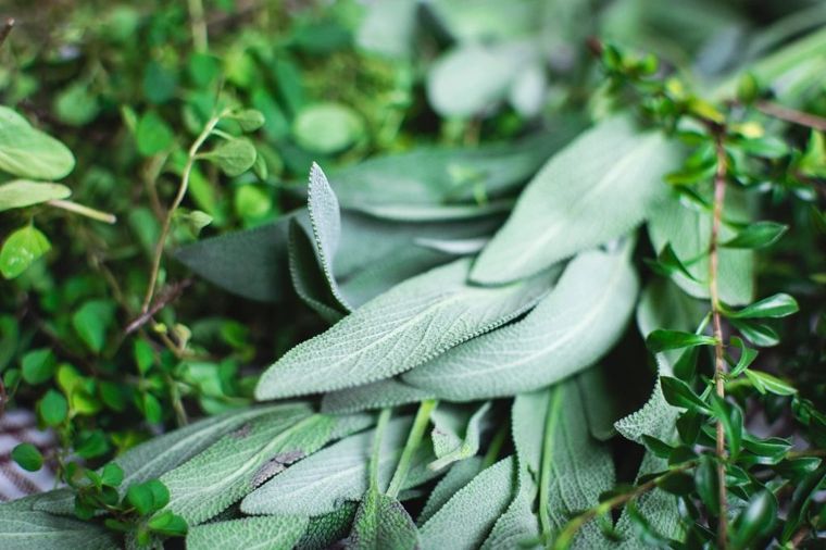 fresh herbs and plant extracts on wooden table